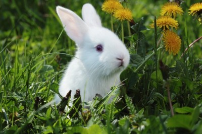 Tavşanın uyuduğu nasıl anlaşılır?