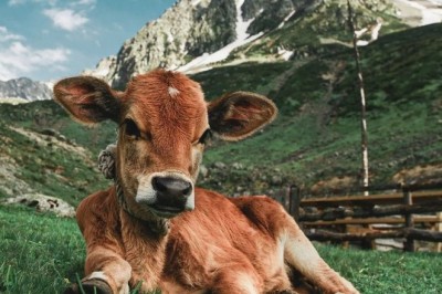 Twitter kullanıcılarından muhteşem fotoğraf paylaşımları