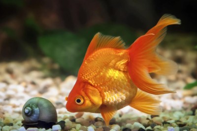 Japon Balıkları Ne Kadar Yaşar?