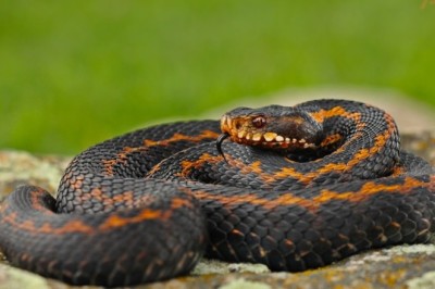 Türkiye'de Bulunan Zehirli Yılan Türleri Nelerdir?