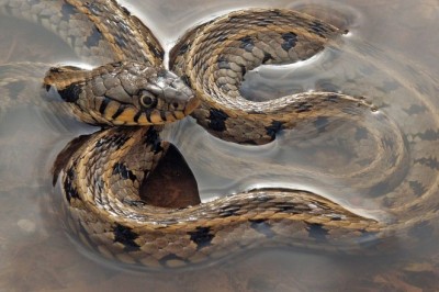 Türkiye'de Yaşayan Zehirsiz Yılan Türleri Nelerdir?