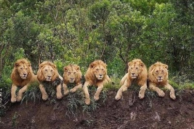 MAPOGO Aslanları: Afrika'nın Efsanevi Koalisyonu