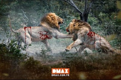 Mapogo Aslanları Belgeseli